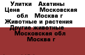 Улитки   Ахатины  › Цена ­ 100 - Московская обл., Москва г. Животные и растения » Другие животные   . Московская обл.,Москва г.